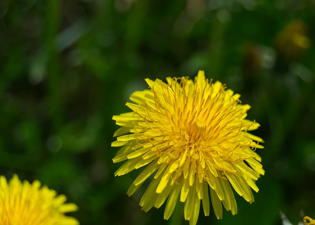 dandelion  flower  nature free photo