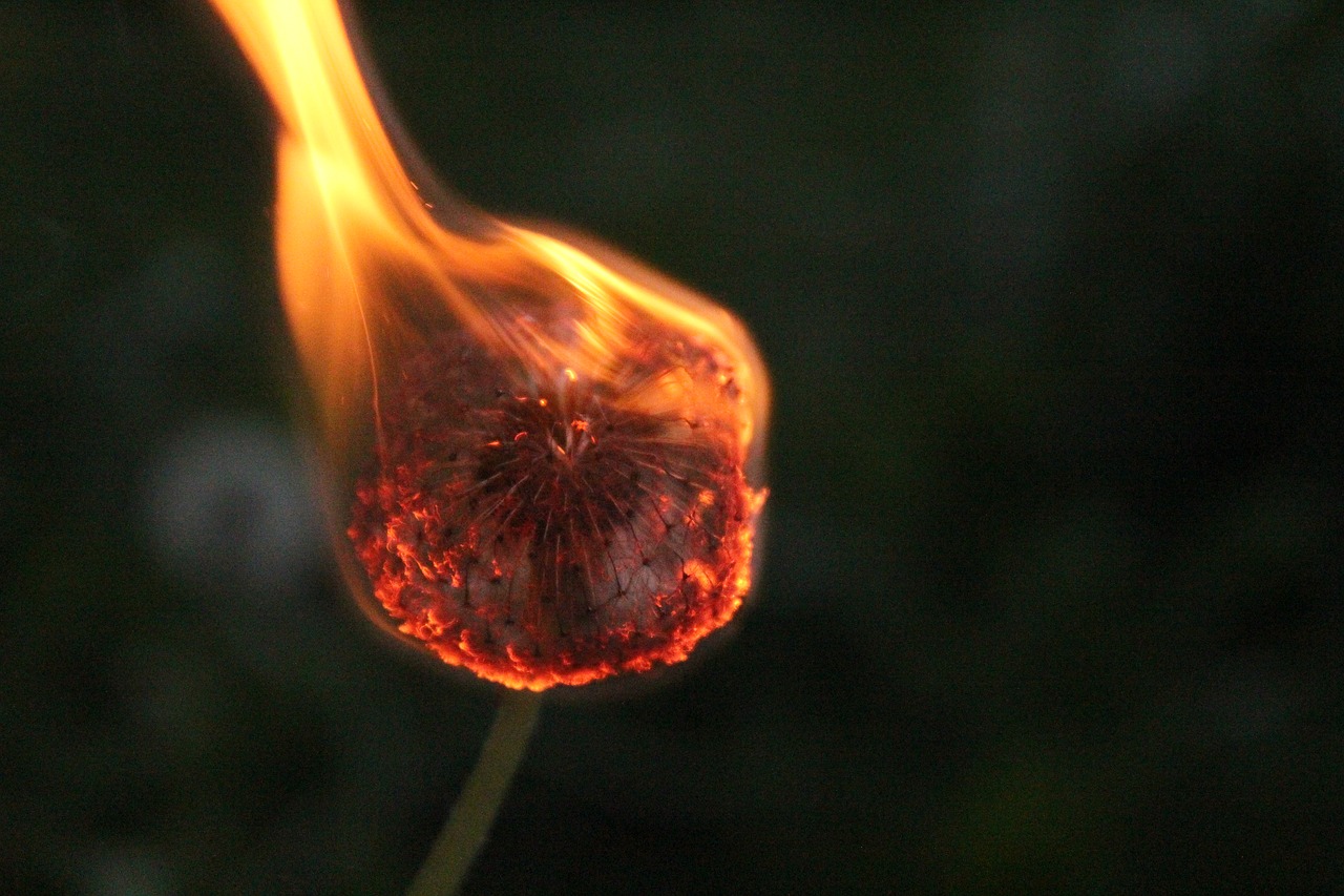 dandelion  fire  burns free photo