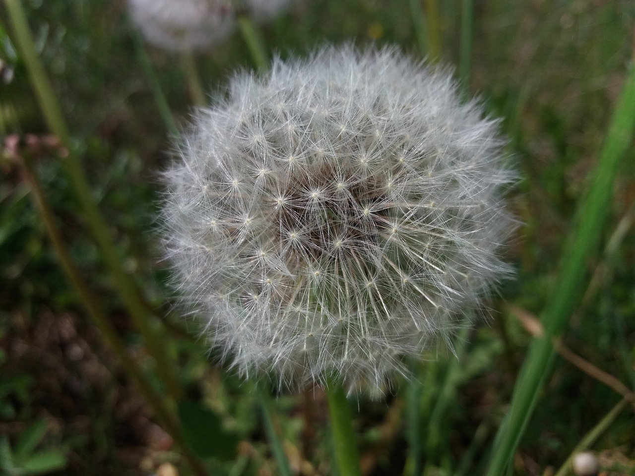 dandelion  nature  plant free photo