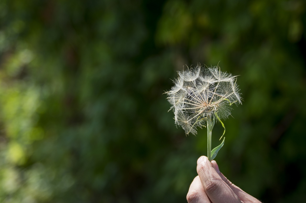 dandelion  nature  flower free photo