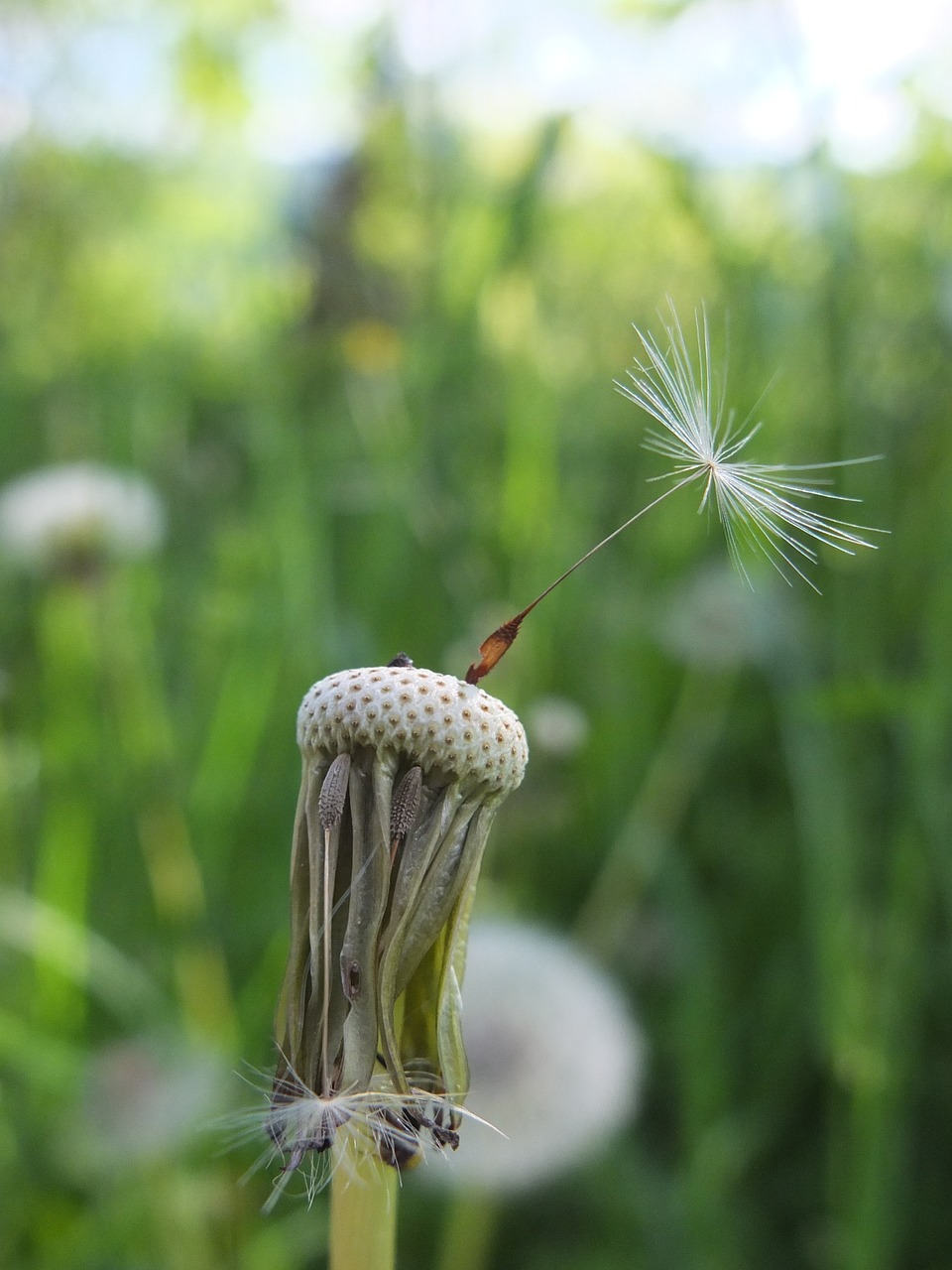 dandelion seeds meadow free photo