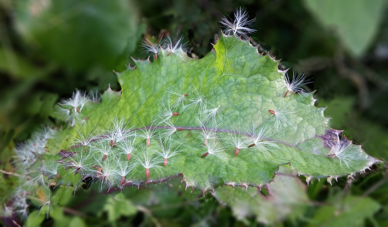 dandelion  mr hall  dandelion mr hall free photo