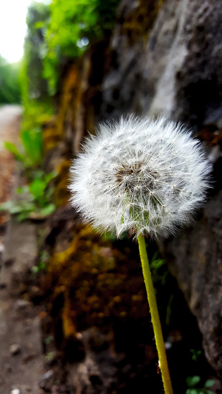 dandelion  nature  flower free photo