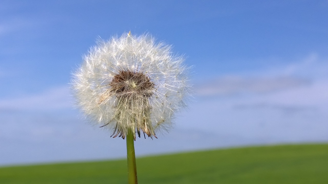 dandelion  flower  nature free photo