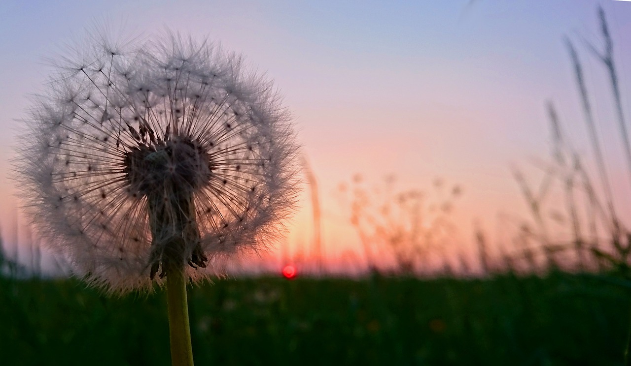 dandelion  flower  meadow free photo