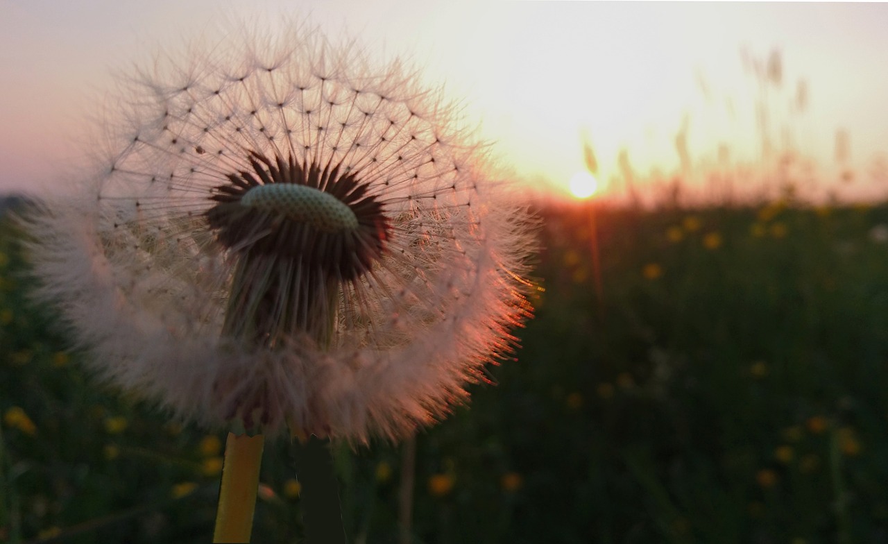 dandelion  sunset  meadow free photo