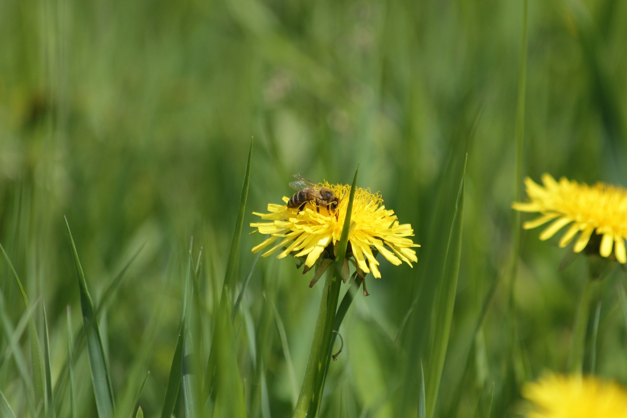 dandelion  bee  yellow free photo