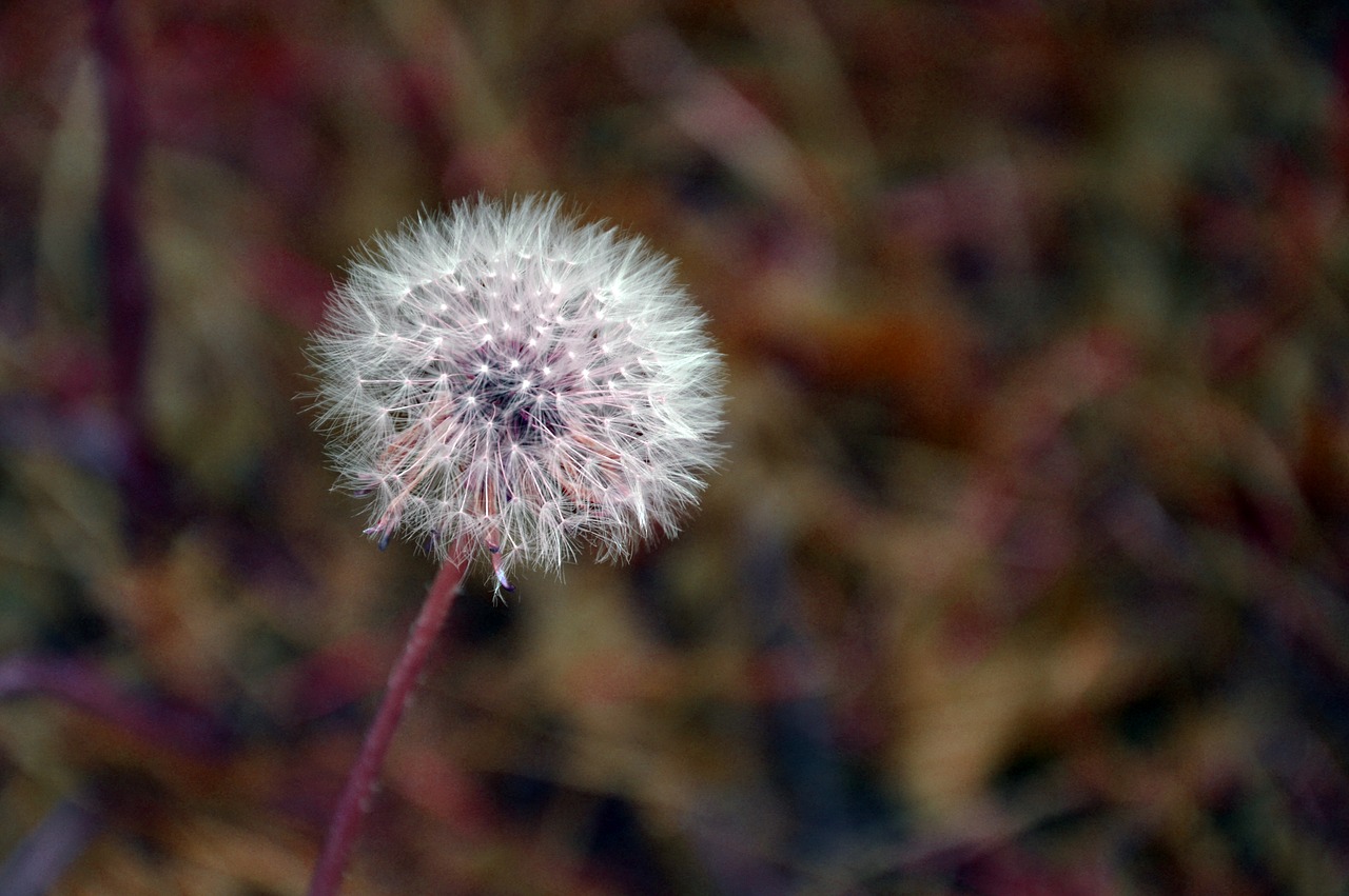 dandelion  blossom  bloom free photo