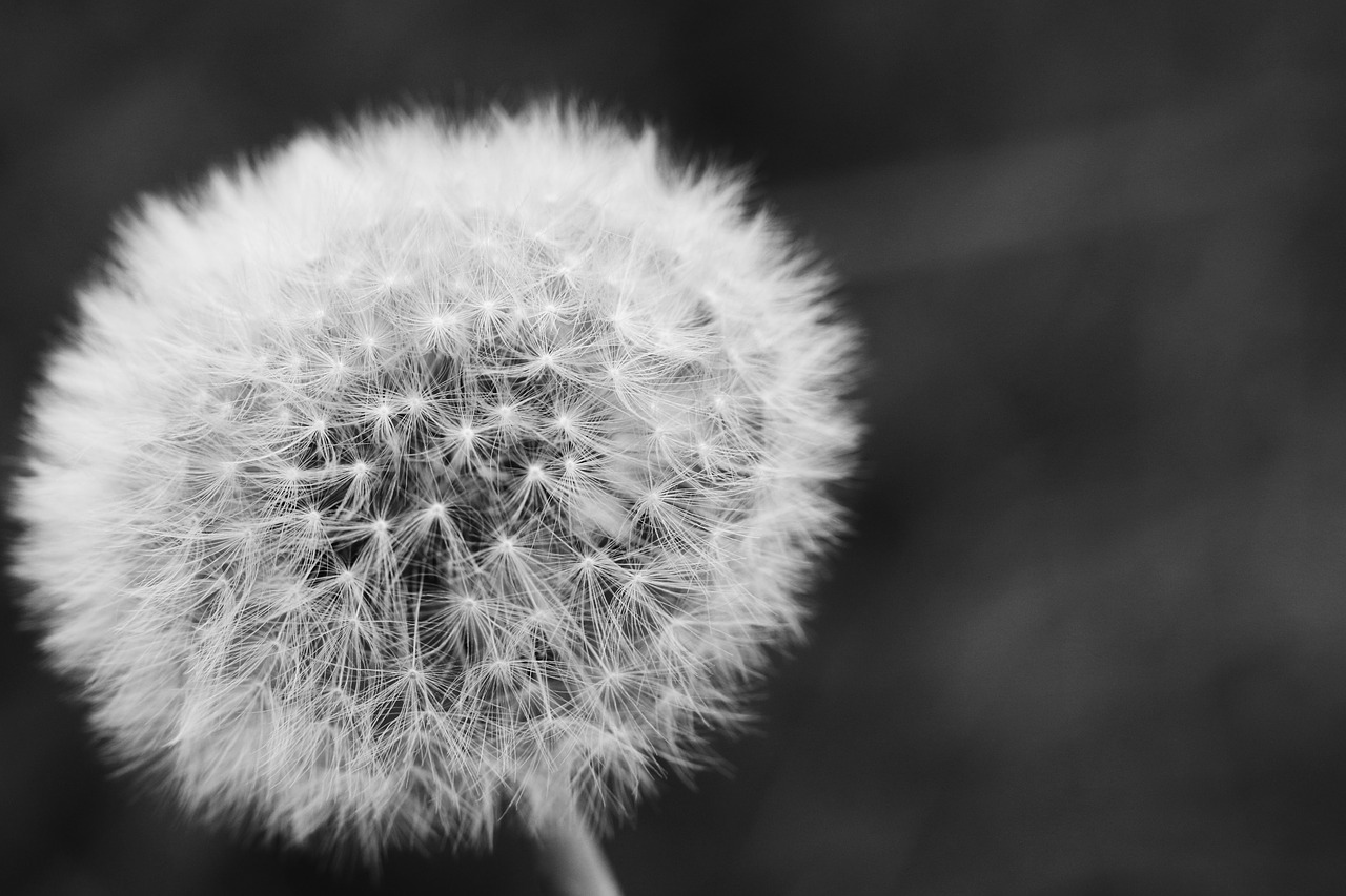 dandelion  autumn  nature free photo