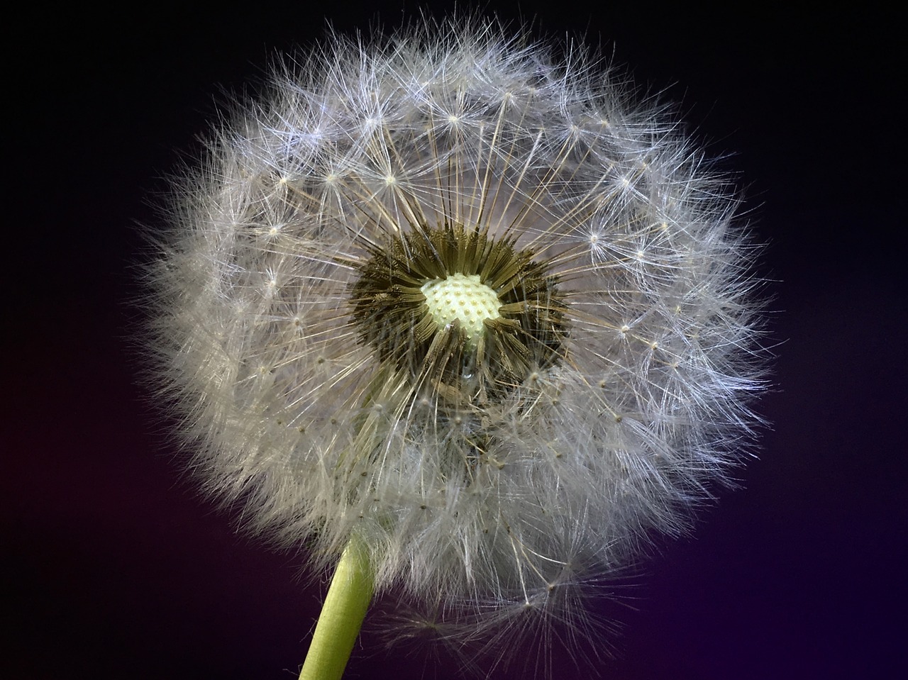 dandelion  seeds  flower free photo