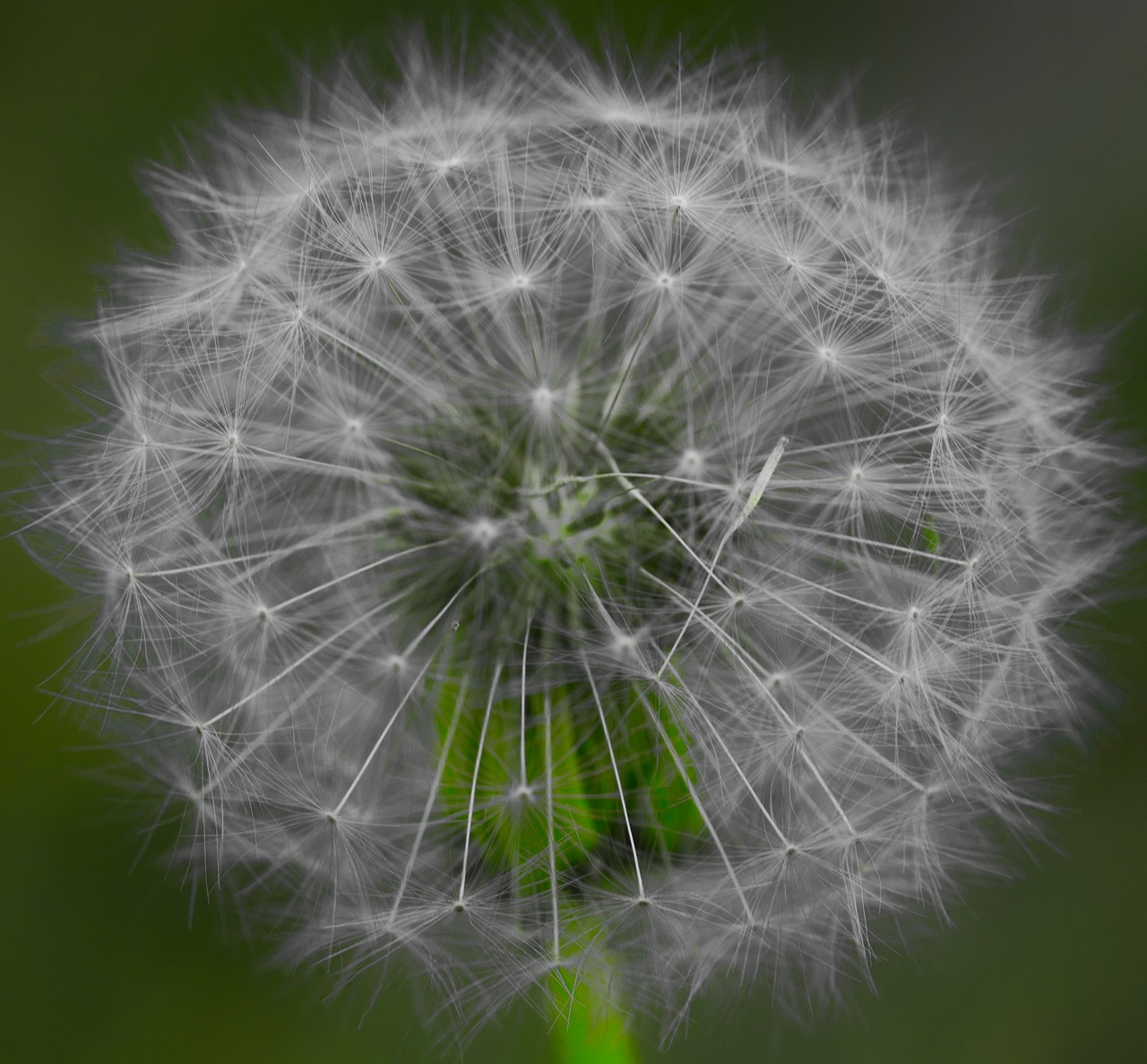 dandelion  blossom  bloom free photo