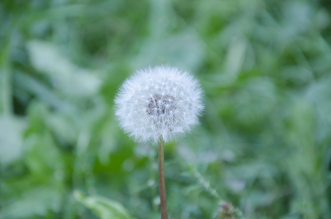 dandelion  flower  summer free photo