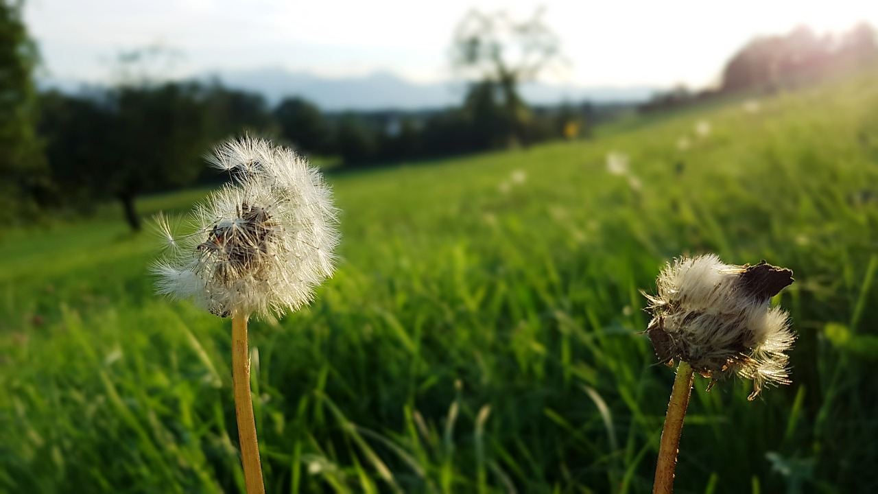 dandelion  alpine meadow  alpine free photo