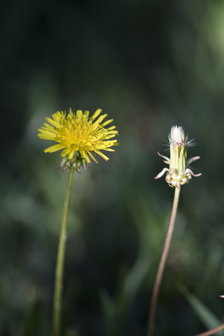 dandelion  weeds  flowers free photo