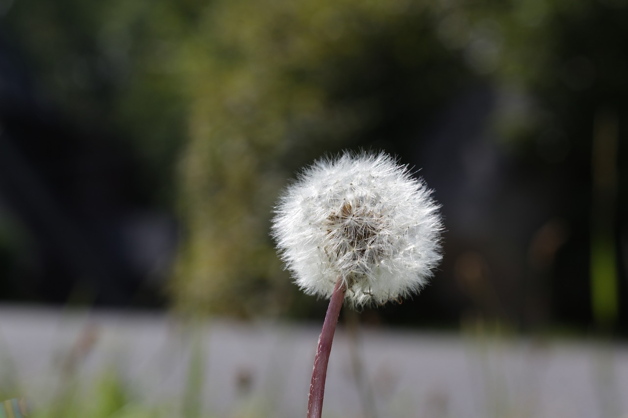 dandelion  nature  flower free photo