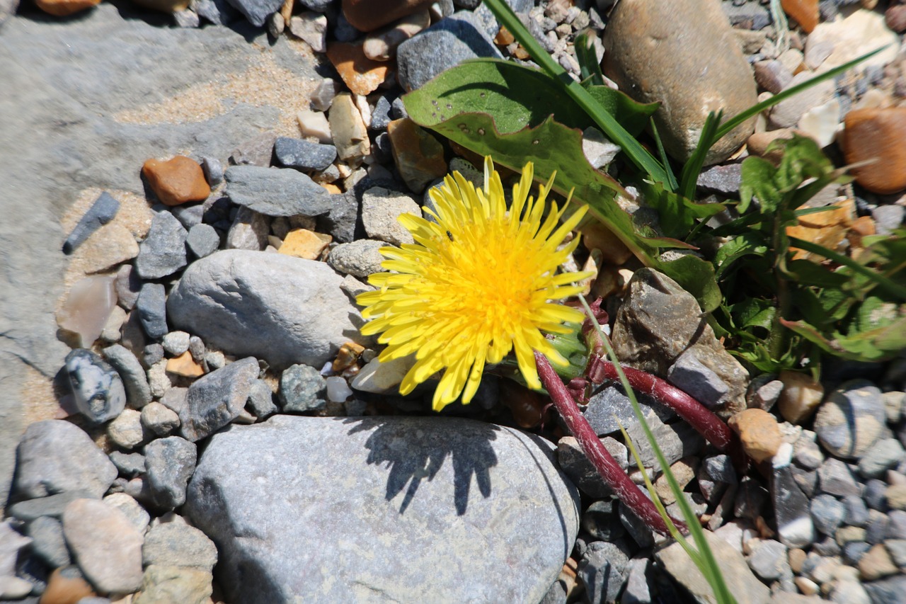 dandelion  rock  garden free photo