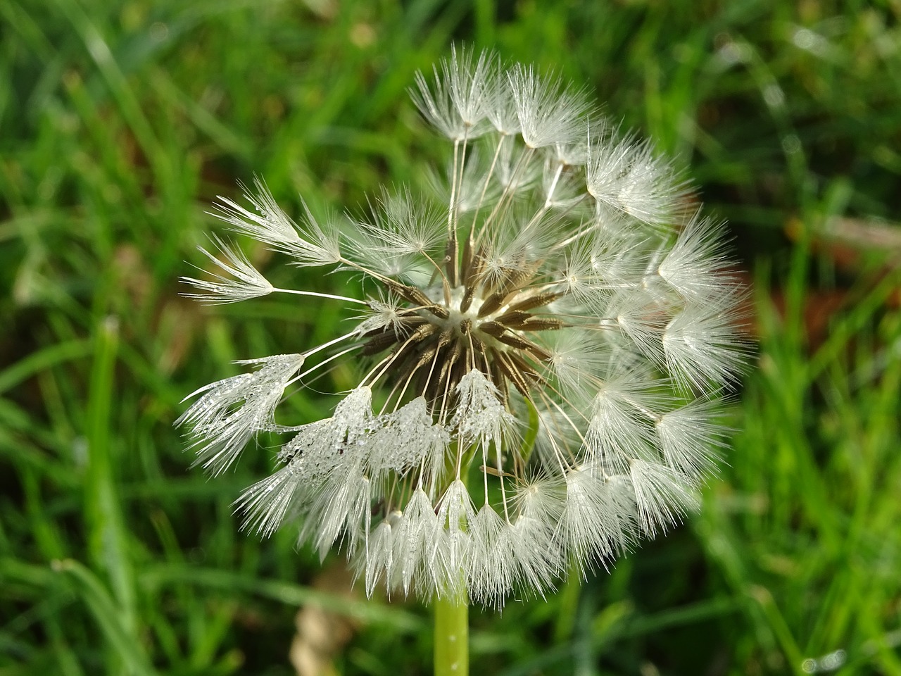 dandelion  flower  seed free photo