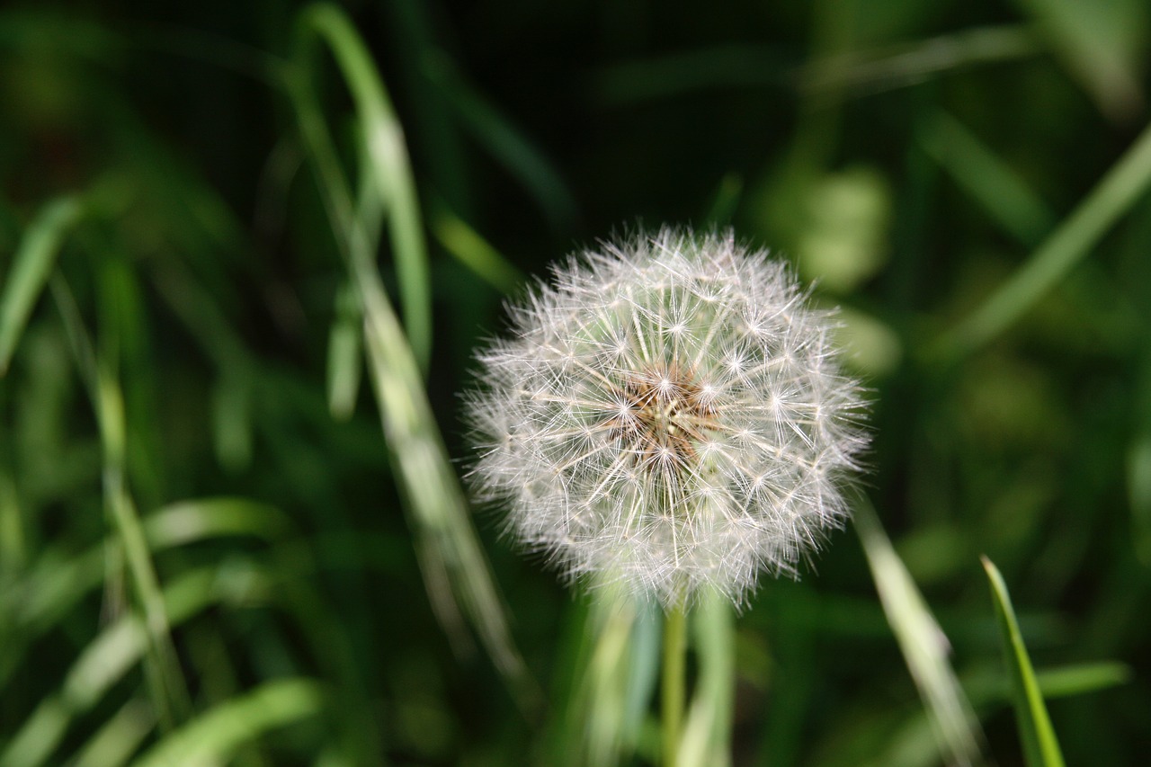 dandelion  meadow  pointed flower free photo