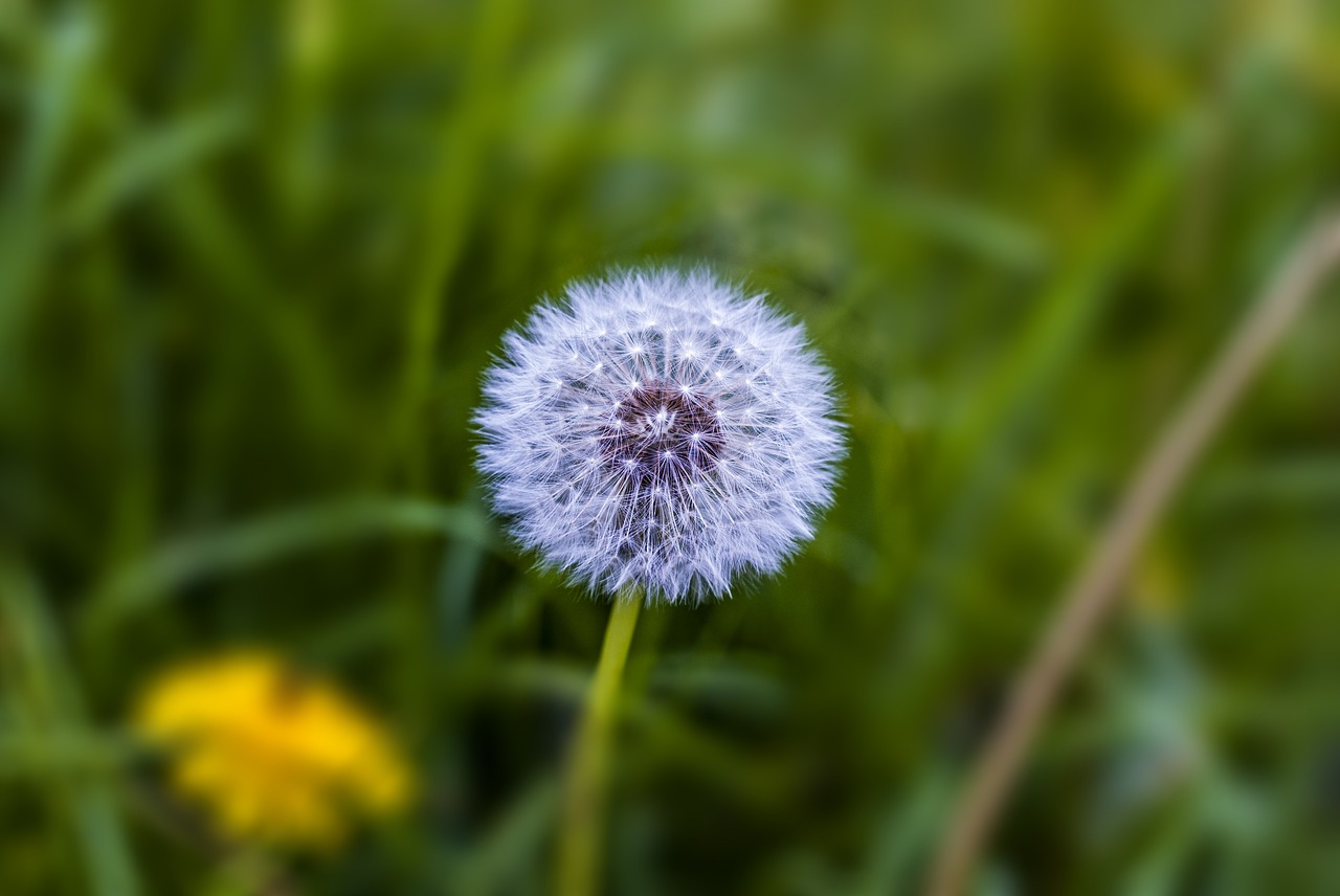 dandelion  beautiful  cute free photo