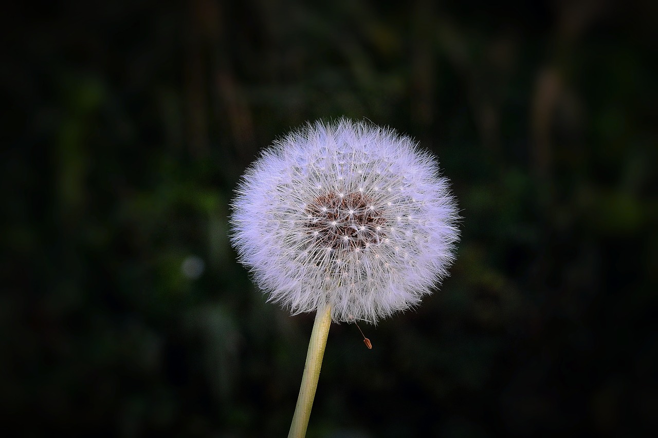 dandelion  end of the summer  nature free photo