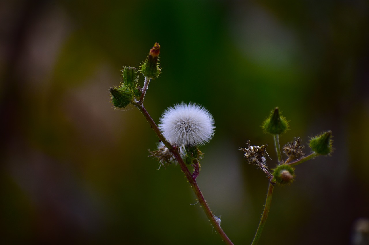 dandelion  nature  summer free photo