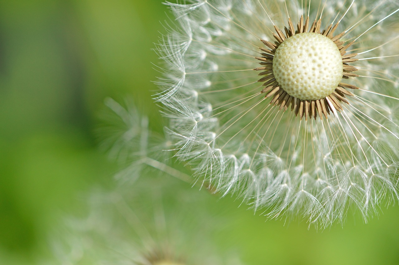 dandelion  flower  seeds free photo