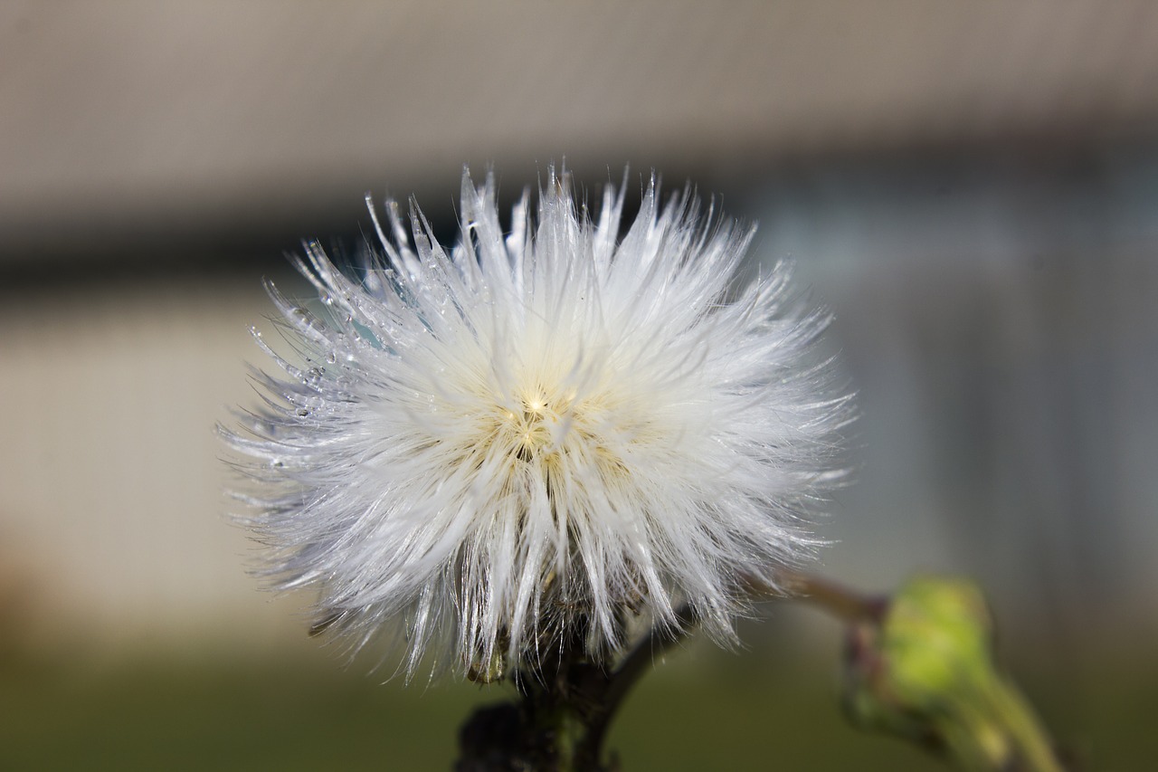 dandelion  flower  macro free photo