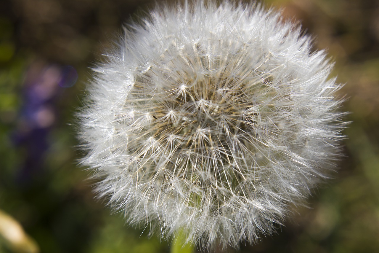 dandelion  flower  macro free photo