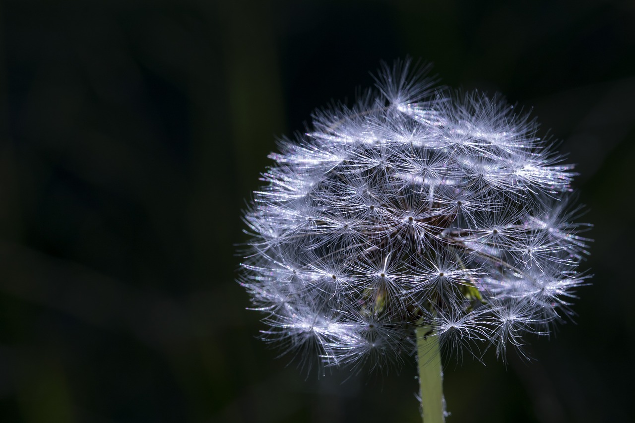 dandelion  mr hall  nature free photo