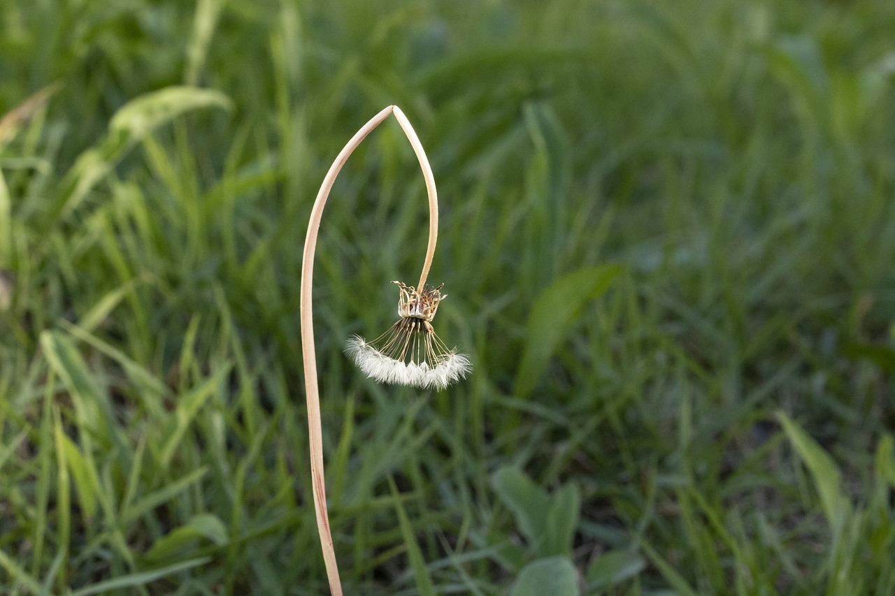 dandelion  affix  wildflower free photo