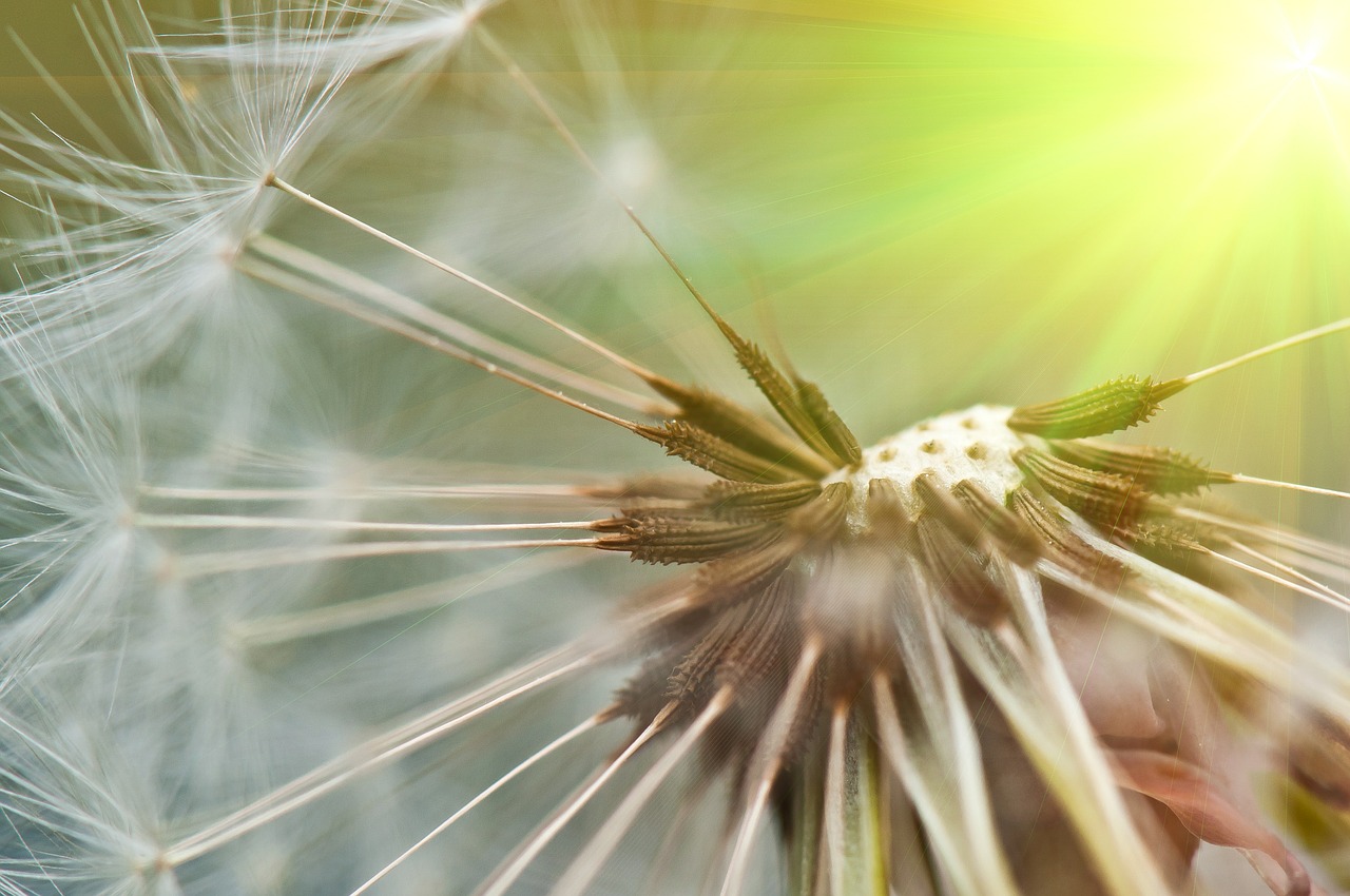 dandelion spring summer free photo