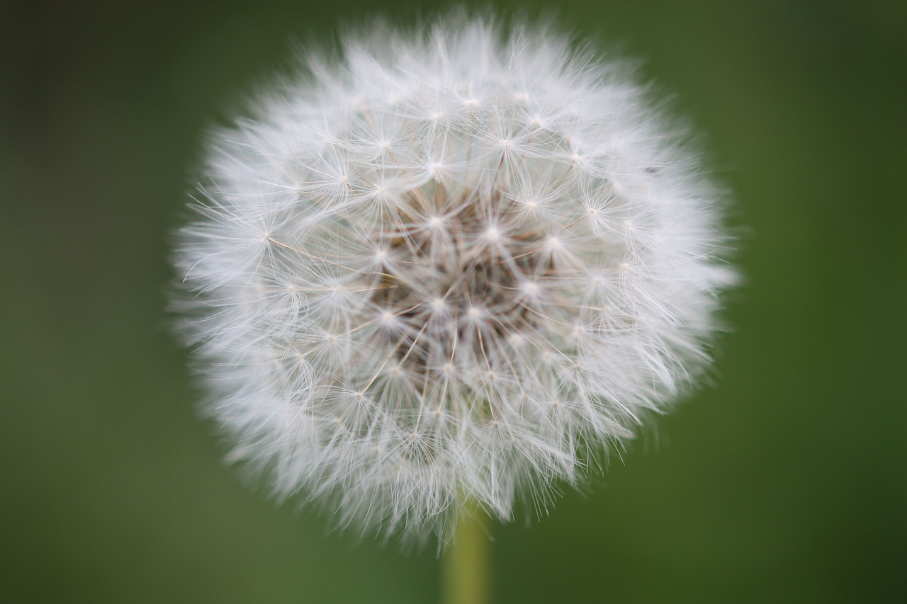 dandelion  flower  nature free photo