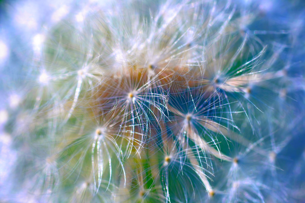 dandelion  macro  abstract free photo