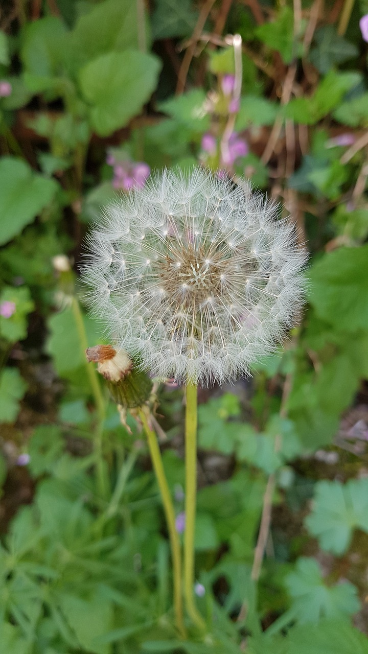 dandelion  flower  nature free photo