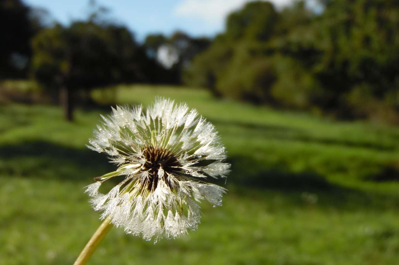 dandelion  dew  morning free photo