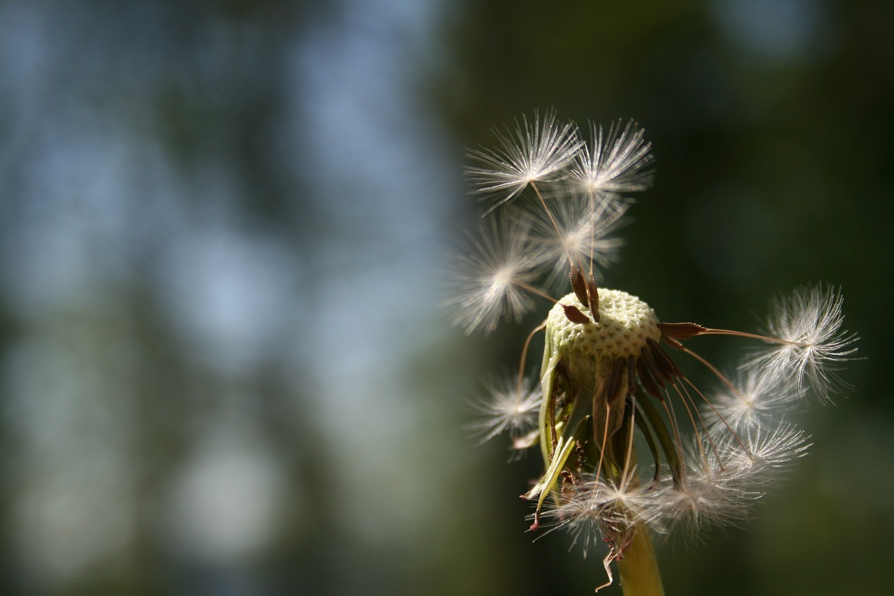 dandelion nature plant free photo