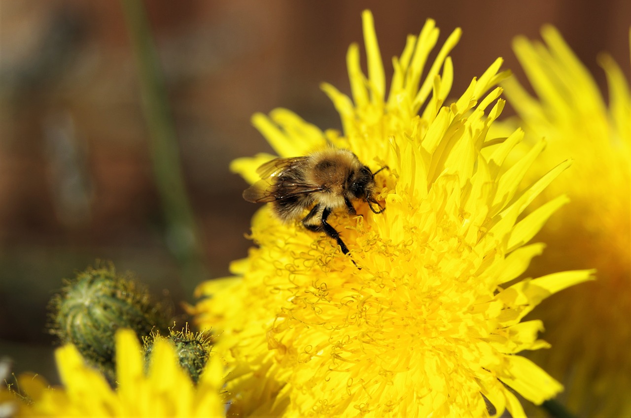 dandelion  bee  yellow free photo