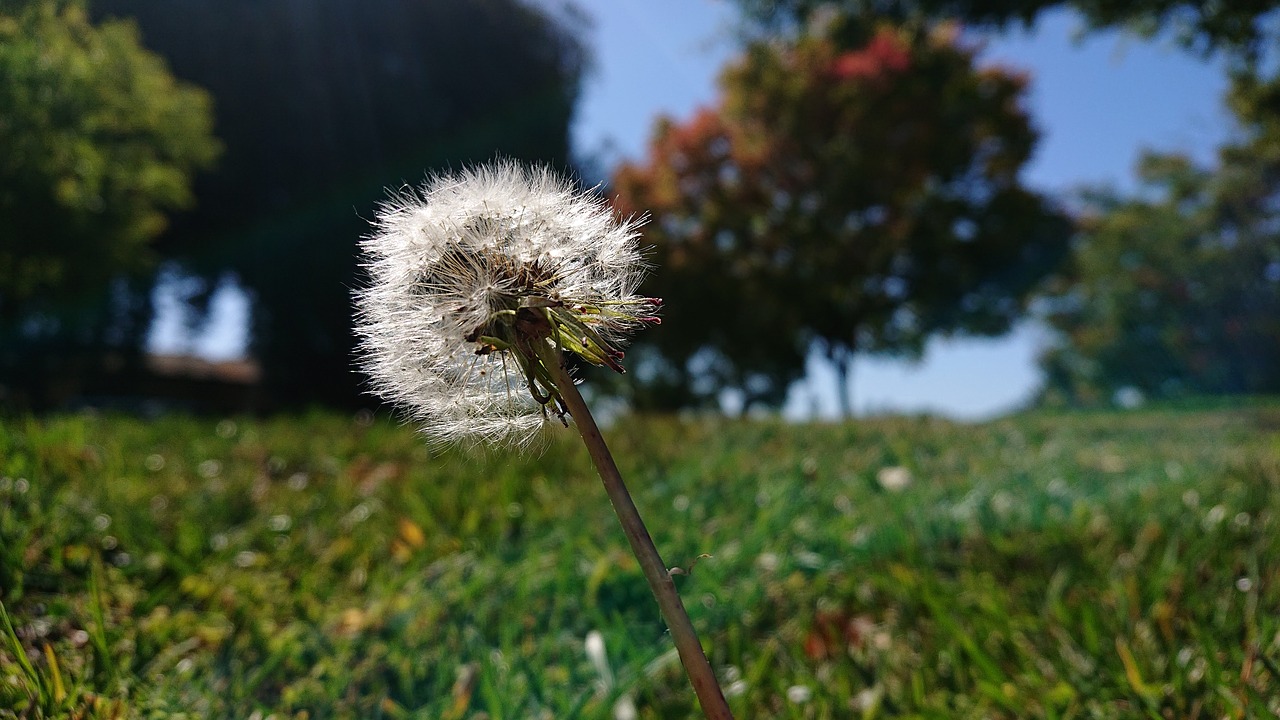 dandelion  nature  life free photo