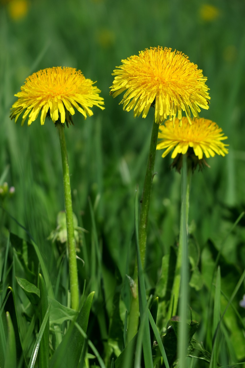 dandelion  yellow  spring free photo