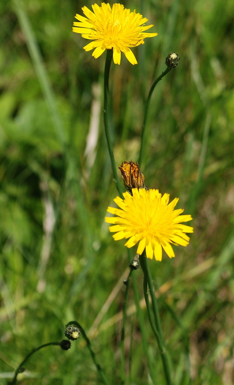 dandelion weed flower free photo