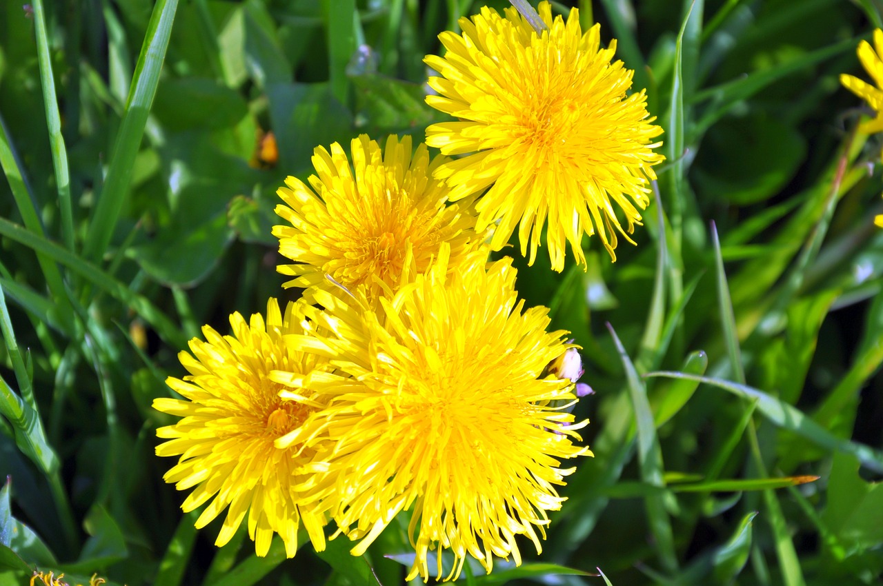 dandelion  yellow  blossom free photo