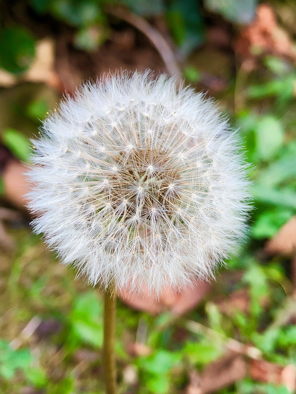 dandelion  flower  nature free photo