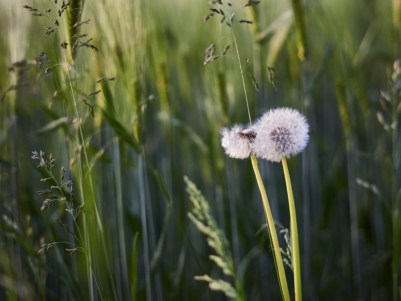 dandelion  green  meadow free photo