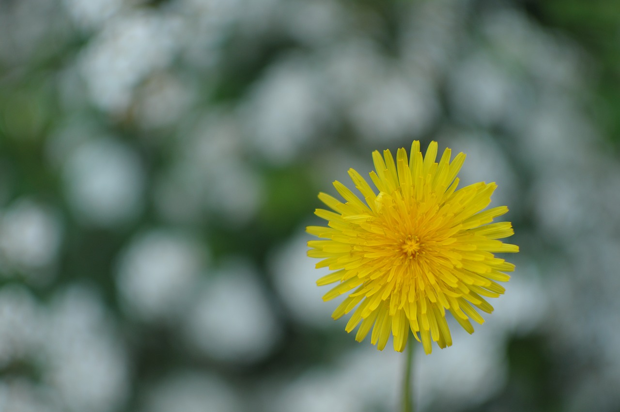 dandelion  flowers  flora free photo