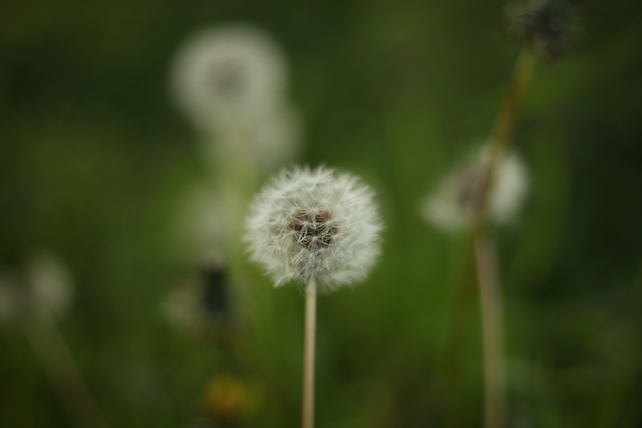 dandelion  flowers  spring free photo