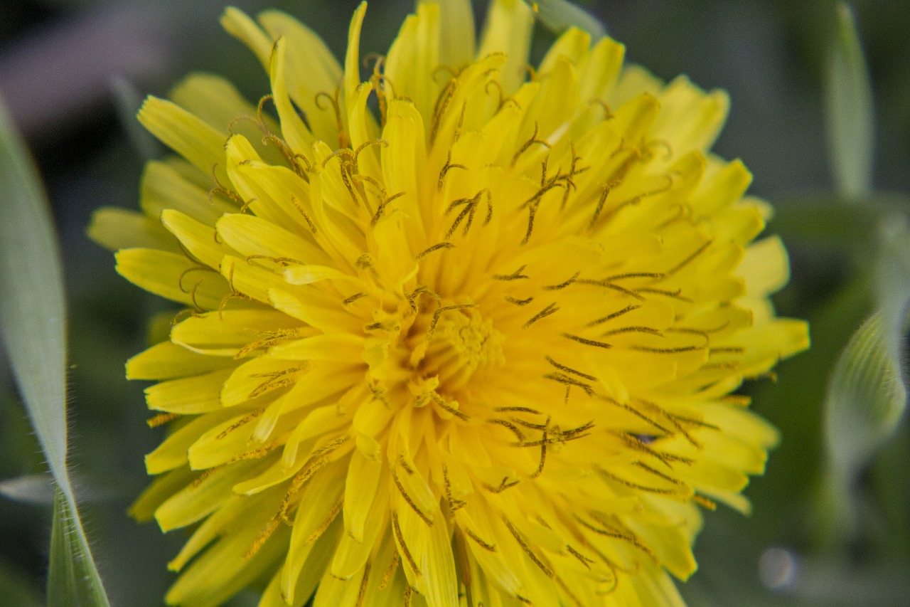 dandelion  flower  yellow free photo