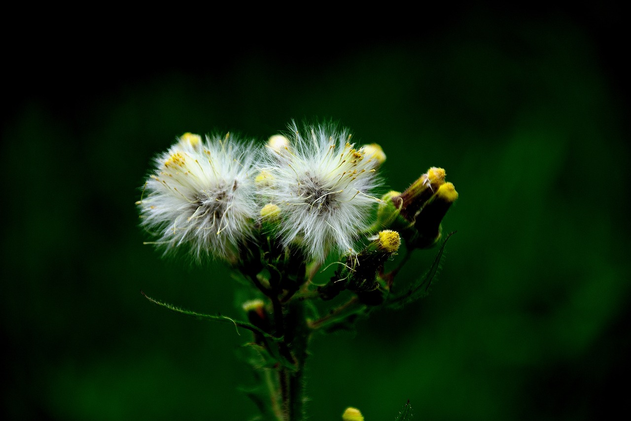 dandelion  seeds  nature free photo