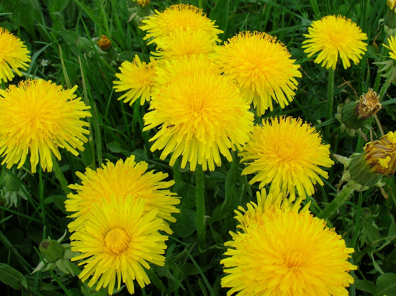 dandelion summer meadow yellow free photo