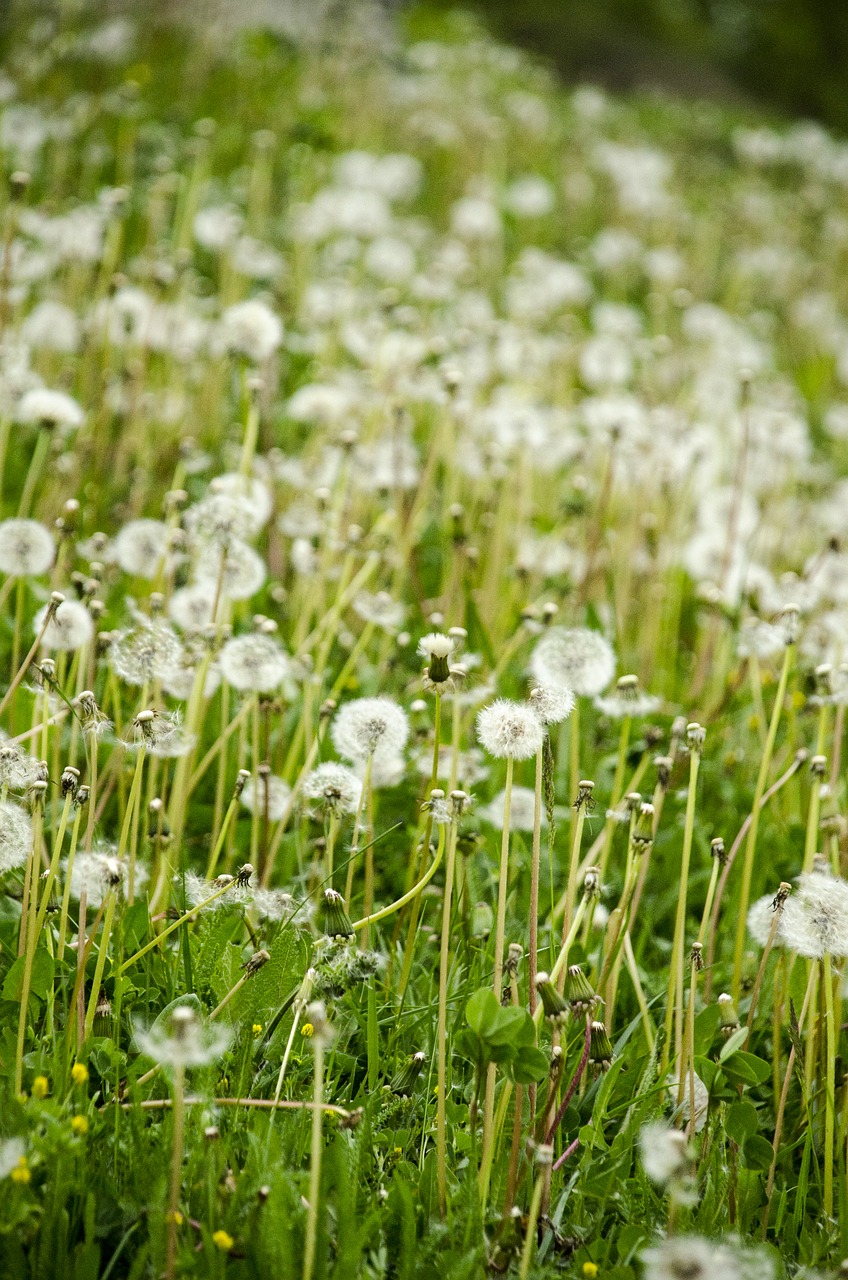 dandelion  green  nature free photo