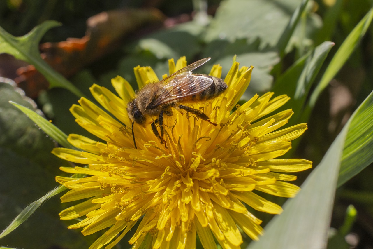 dandelion  flower  grass free photo